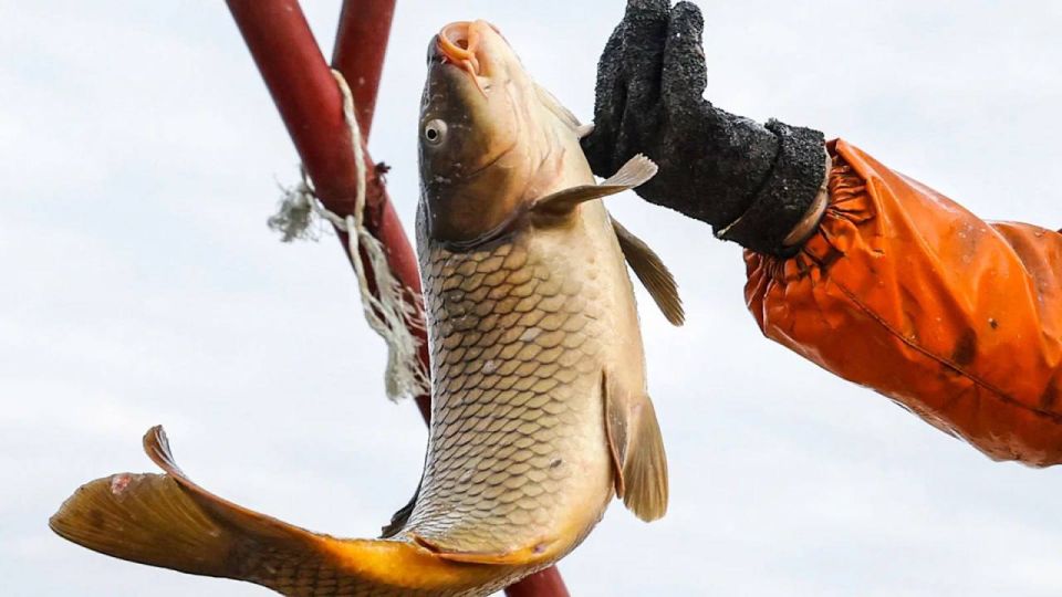 ����������� ������: � ������ ���� ���������� ������ ������ ����� 220 ���