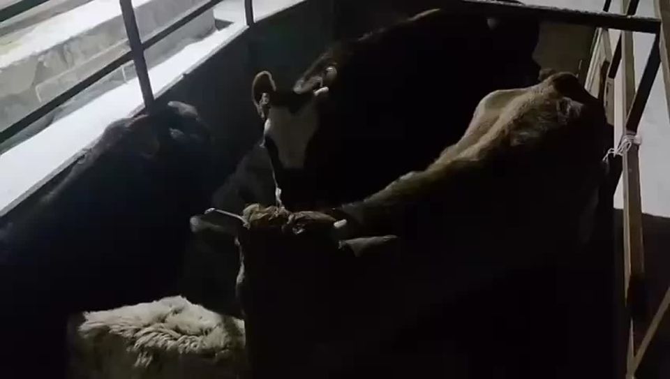 ����������� ������ �� ������ � ��������� ��������� ������� ��������� ����������� �� ������ ���������: � ���� ����� �������� 7 ����� �������� �������� ����� � 5 �������