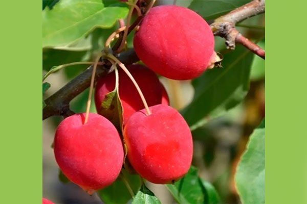 ������ ������� �����: ������� ��������� ����������� � �����