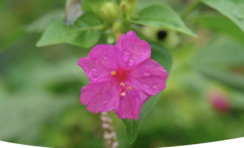 ��� �������� � ��������� ���������: ��������� ������ ���������