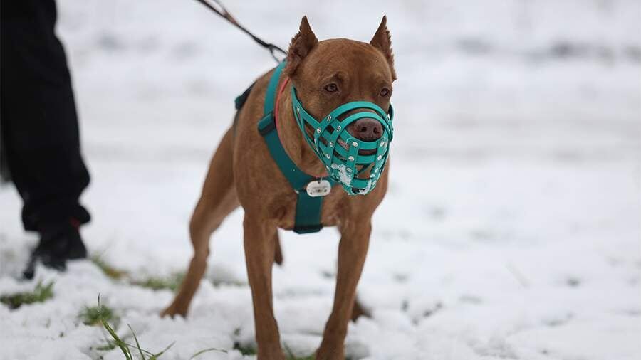 ��� ������� ����� ���������� ��� �������� �� ����������� �������� ��������