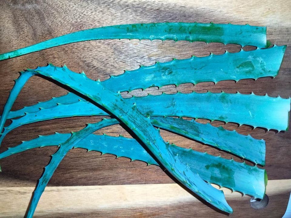 ������� ��������� ��������������: ��� �������� ��� ���� ��������������