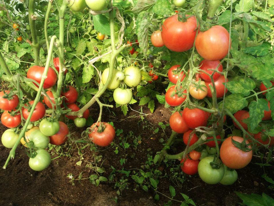 �������� ��������� ����� ���������: ������ �� ����� ���������� � ��� ��������� �����������