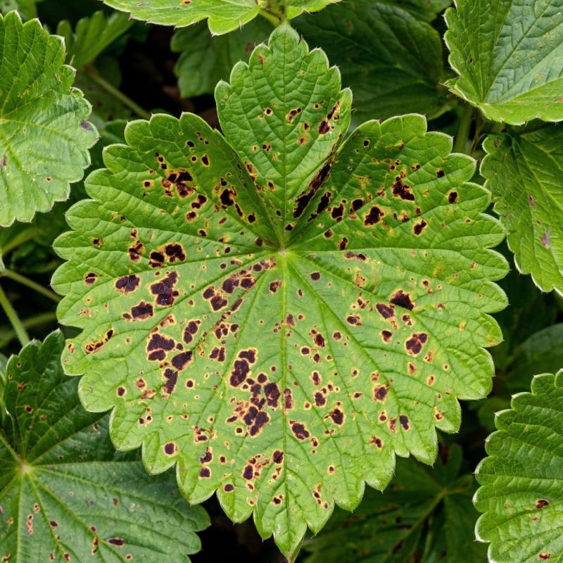 ����� �� ������� ��������: ��� ������ ������ � ������� �������� ������