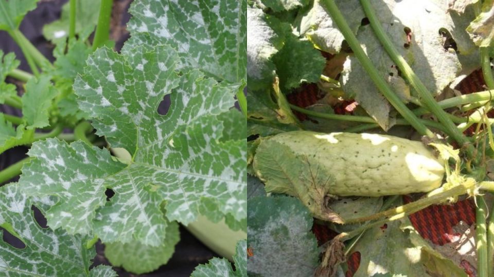 ������ �������� ������: ��� ��������� 7 ������ � ��������������� ������������