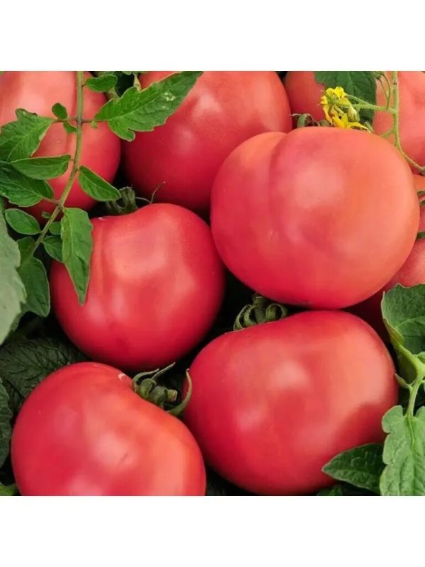 ����� ������� ����: ������������� ������ ��� ������� � ����������� ������������