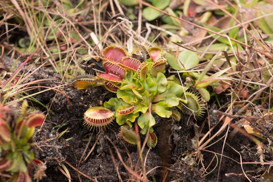 ������� ������ �������� � ����: ����� ��� ������� ��������