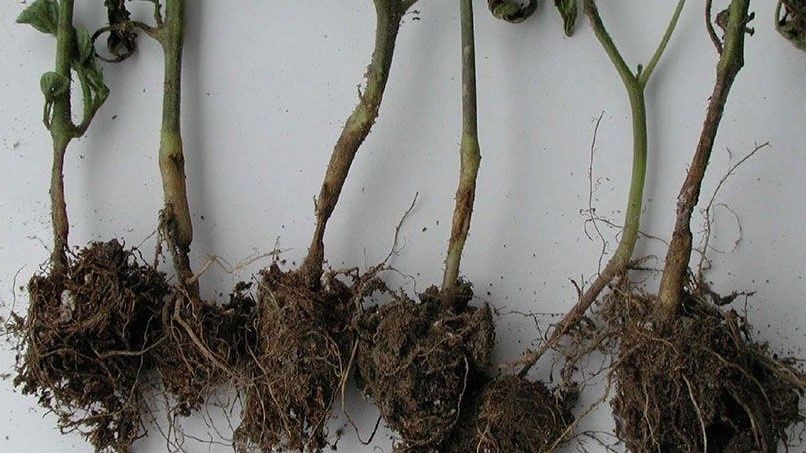 ��� ������� ���������� ���� ��� ������� � �������� ������� ������