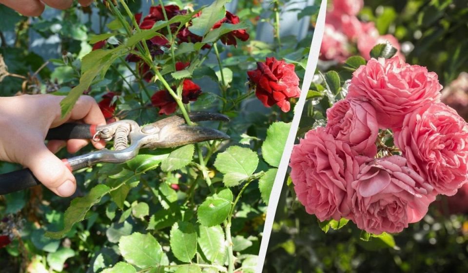 ���� ������ ������: ������� ������� �������� �������� � ���� �� �������