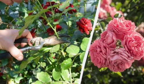 ���� ������ ������: ������� ������� �������� �������� � ���� �� �������