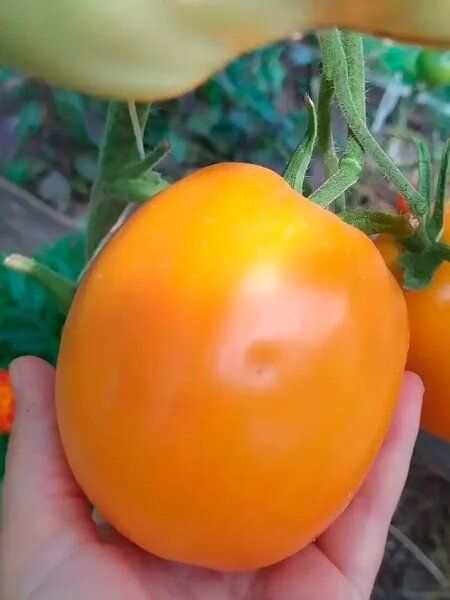 �����������: ������ ����������� ����� � ���������� ��� ���� � �����������