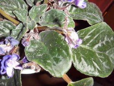 ����������� ������ ������ � ���� �� ��������� ���������