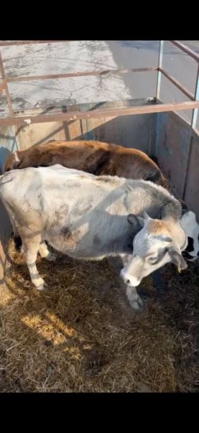 � ��������� ������������ ����� ������������� �������� �������� �����