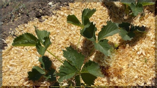 ��� ����������� �������� � ����: ������� ������� ���������