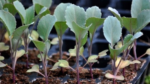 ��� � ��������� �� ������� � ����������� �������� ������ �������