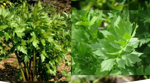 ������ ���������: ��� ������ ����� ����� ����� ����� ���������