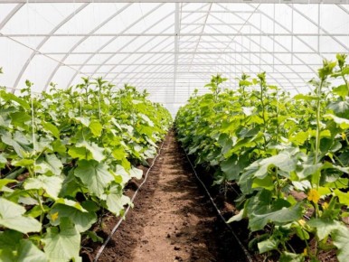 ��������� ������ ��� ��������� ������ ���������