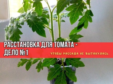 ����������� ����������� �������: ������� �������� ����� �������