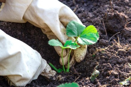 ��� ������ ����� ��������: ������ ��� �����������