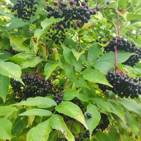 ������� ��������� ������ �� ������ ������ ��� ���������� ����������