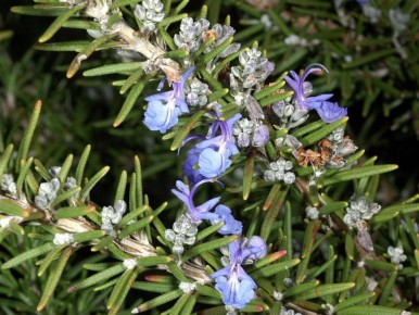 ��� ��������� ��������: �������� ������ ��� ������ ���� � ����