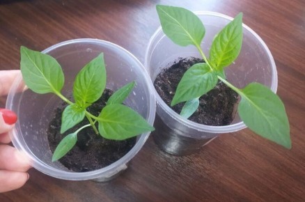 ��� ���������� ������ ������� ������� � ����� � ������� �������� ����� �� 3 ���