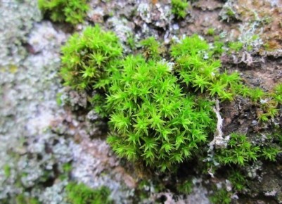 ��� ���������� �� ��� �� �������: ������ ��� ���������