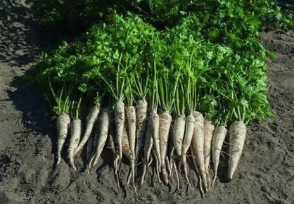 ����� ��������� ����������� �������� ��������: ��� ������� ������