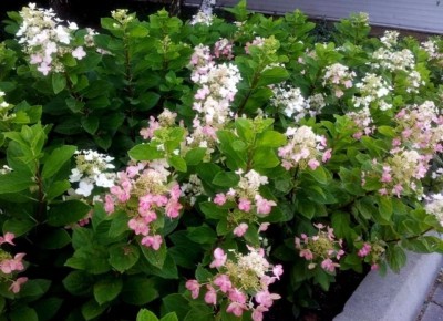 ����������� ������������ ����������, ������� ���������� ��� ���