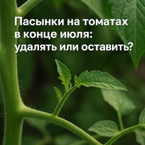 ������� ������� � ����� ����: ��� ������?