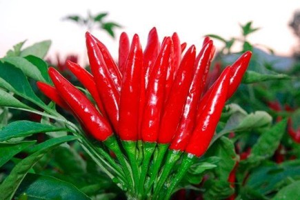 ��� ��������� ����� �������: ������� � ������