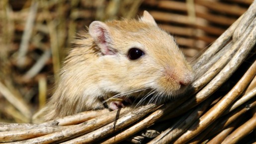 ������� ������: ��� ����������� �������� ����� ������� ��� ����������