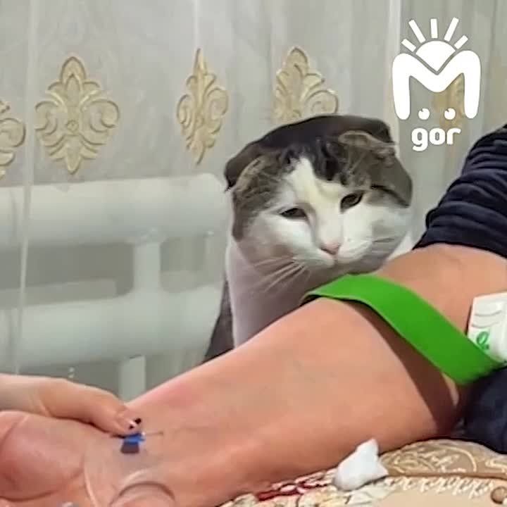 ���� �����, ���� ������� ������� �������� � ��������