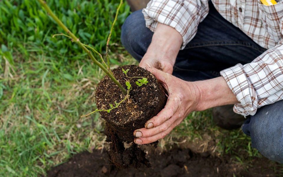 ��� ��������� �������� ��������: ������ ���������