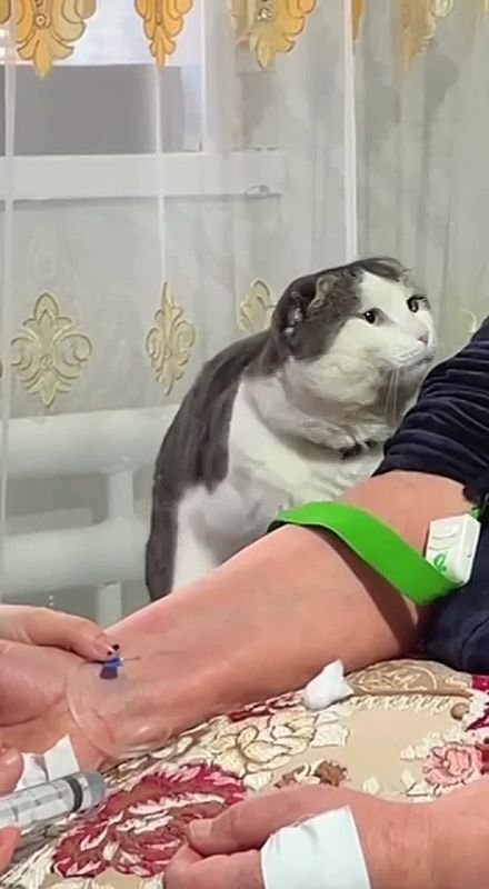 1 Заботливый кот из Дагестана стал звездой соцсетей