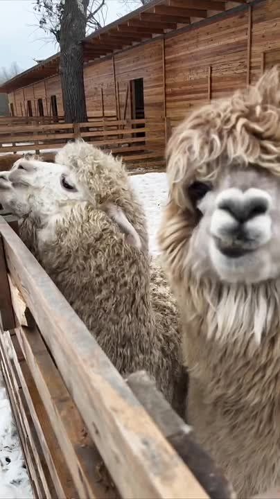 �����������, ��������� � �� �������� �����������!