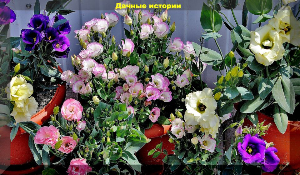 ��� ������ �� ���� � �������: ������ ��� �������� ������ ������