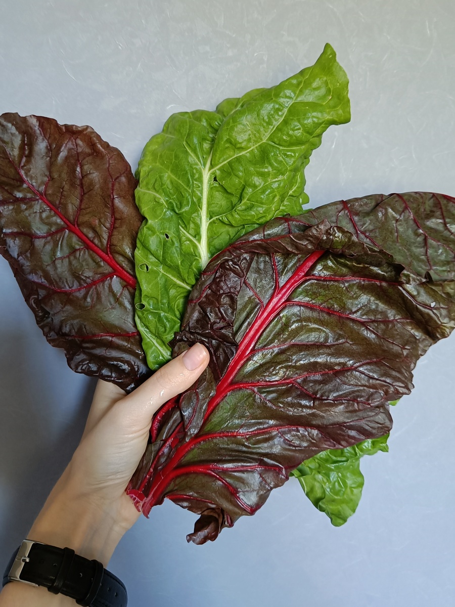 Мангольд: невероятные голубцы и здоровье в каждой порции