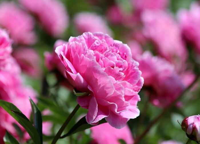 Преимущества использования розовых цветов в вашем саду