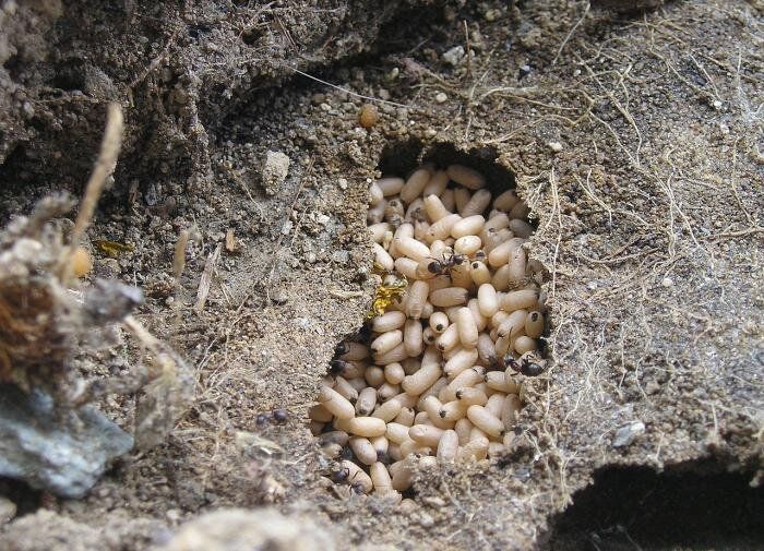 Муравейники на участке: как справиться без стресса