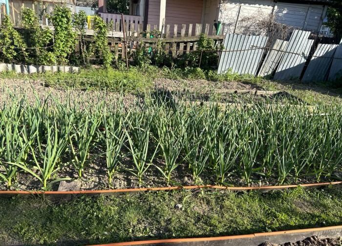 Как правильно подкармливать чеснок: секреты успешного роста