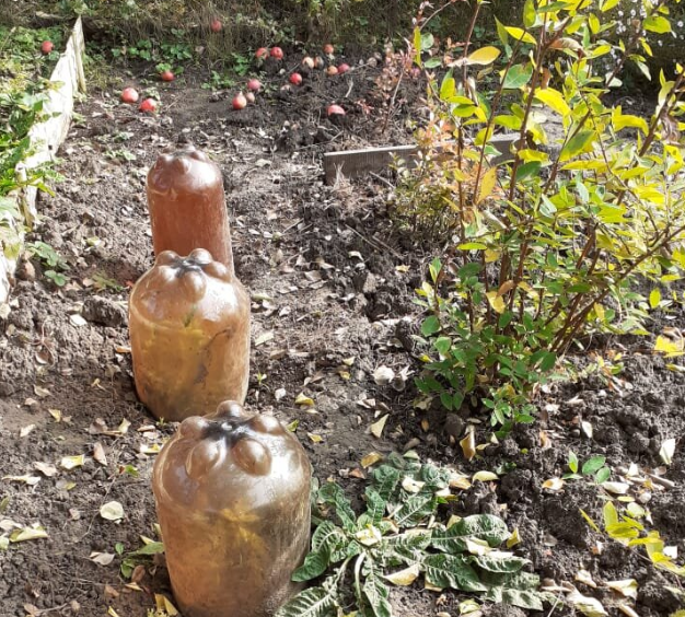 Как укрывать растения зимой: креативные идеи на любой бюджет