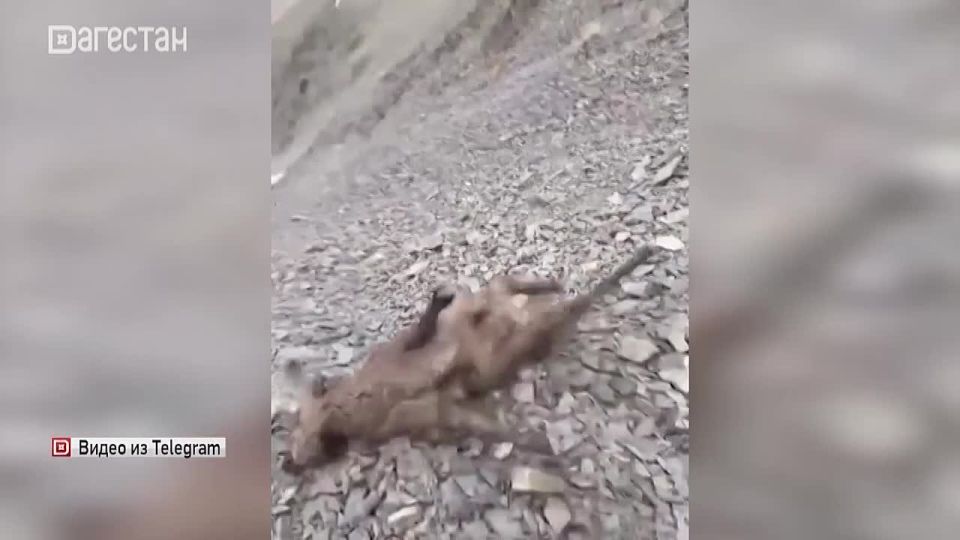 Охота на горных туров вызвала обеспокоенность пользователей соцсетей – в некоторых пабликах распространилось соответствующее видео