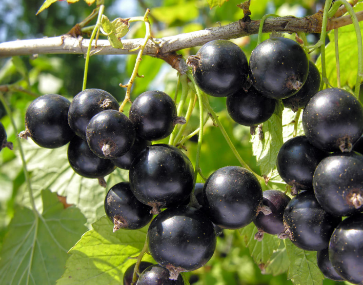 Почему нужно обратить внимание на почки смородины и проводить ревизию кустов