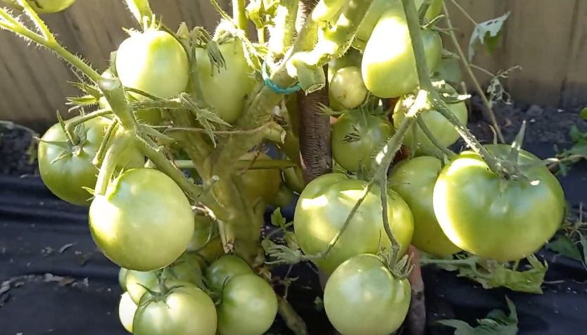 ����������� ������: 5 ������ � ����������� ������� �� ���������� �������