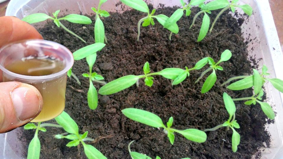 ��� ��������� �� �������� ���������: ������� �������� ������