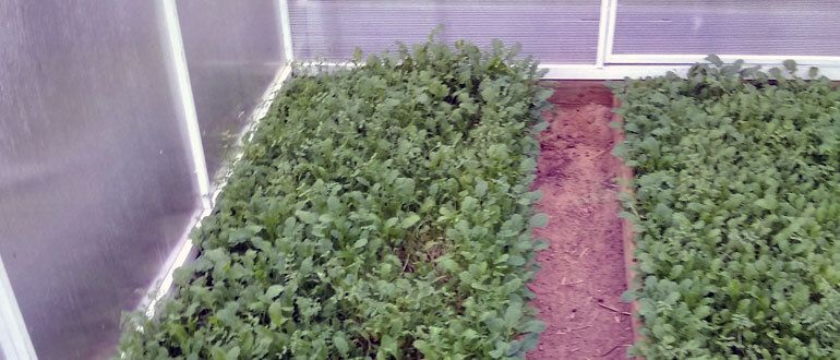 Как правильно подготовить теплицу после сбора урожая