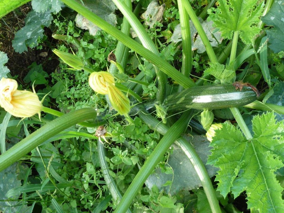 ��� ���������� � ��������� ����� �� ��������