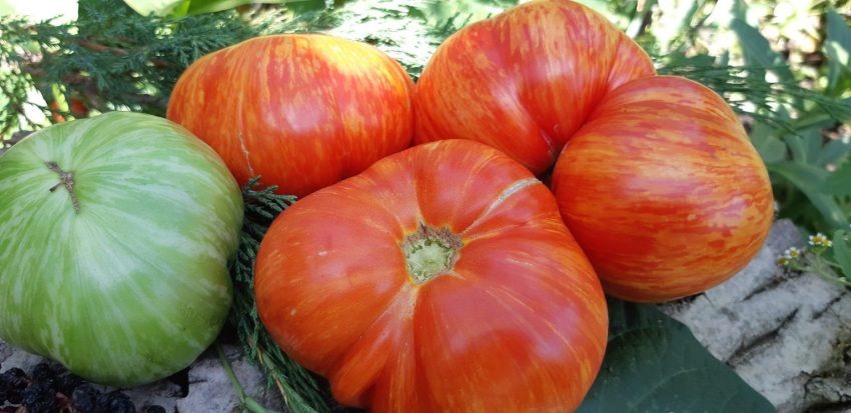 Томат Восход Джаза: яркий и урожайный выбор для вашего огорода