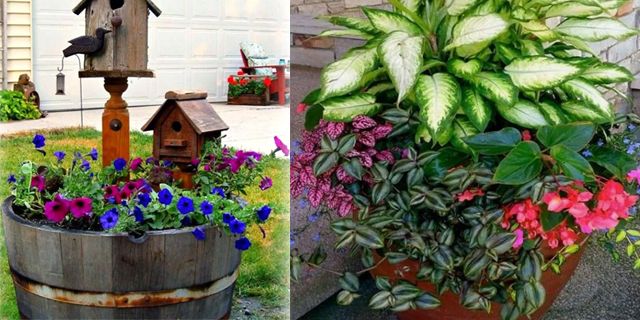 ��� ������� container garden: �������� ������ ������� � ���������� ������